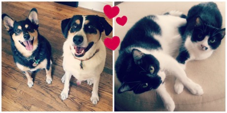 Dog & Cat Love