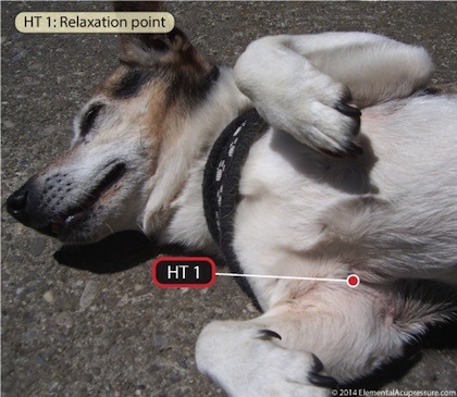 HT-1-dog-EN