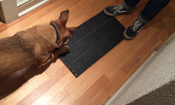 Teach Your Dog To File Her Own Nails Rover Time