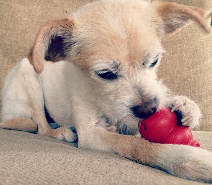 Tiny, useless paws holding worlds smallest Kong