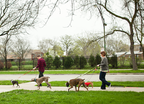 dog walker on rover