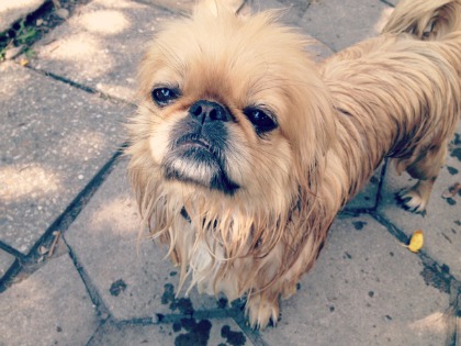 Summertime Otis, wet