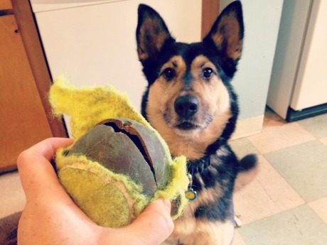 diy dog puzzle toy