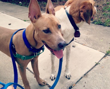 Scooby and Beau