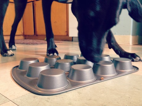 Surf exploring the muffin tin!
