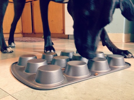 A Guide to Using Food Puzzle Toys with Your Dog