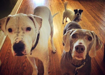 Dining Room Mixed Breeds