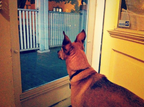 Get dog to stop barking at door new arrivals