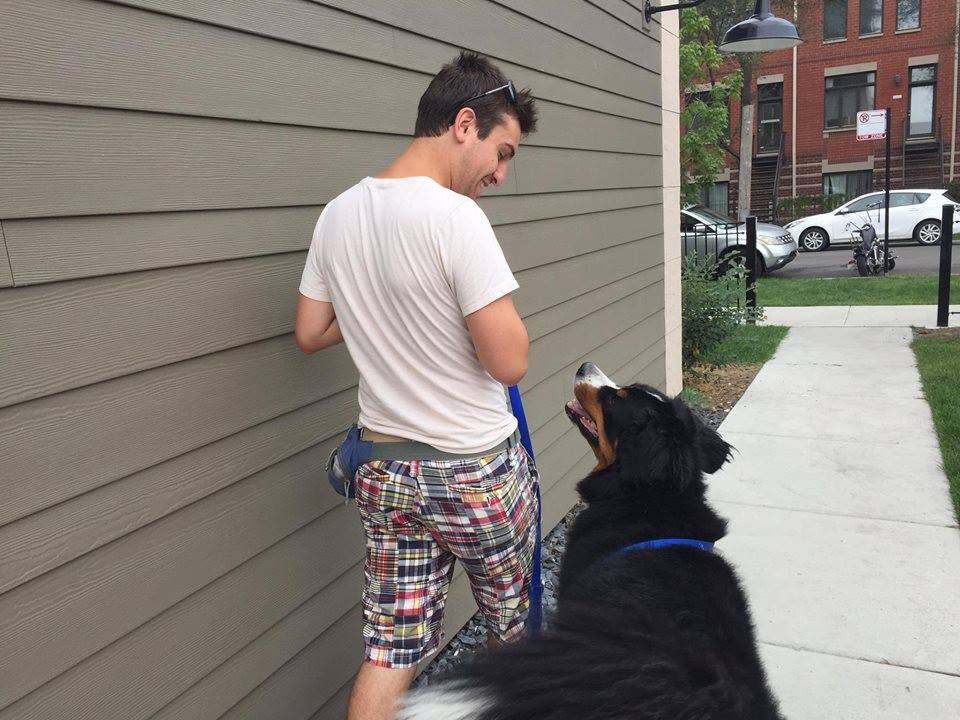 getting a dog to heel