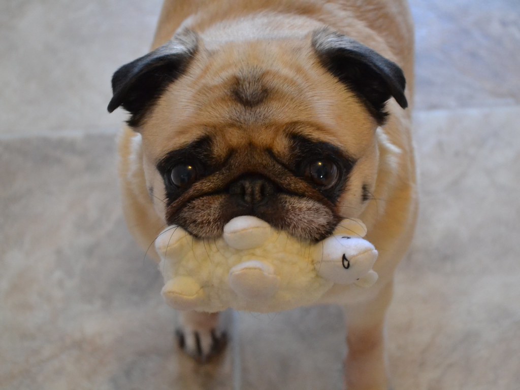 pug toy - Rover-Time