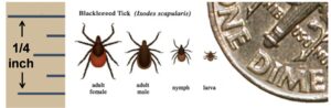  Image showing appearance and relative sizes of adult male and female, nymph and larval ticks (Ixodes scapularis)