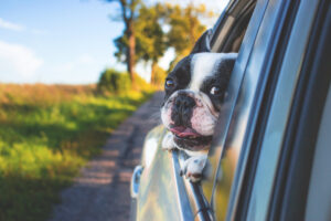 a dog hanging their head out of the window in a car