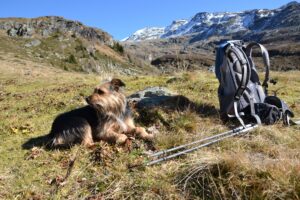 a dog sits next to a backpack with walking poles 