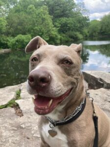 Kaizer sitting in front of the Gompers Lagoon